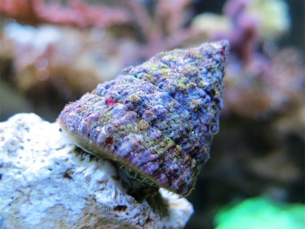 Caracoles limpiadores