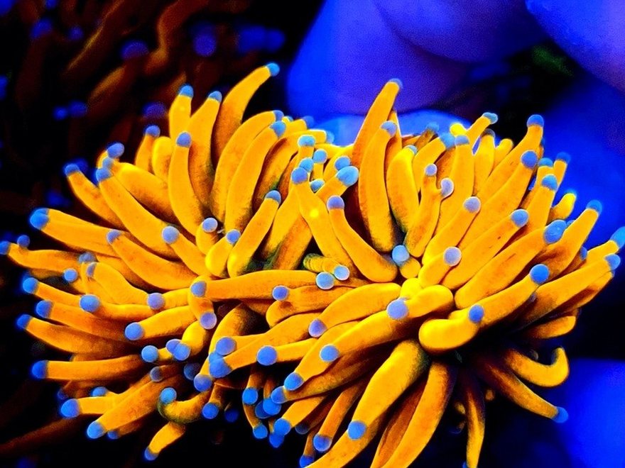 Coral Euphyllia