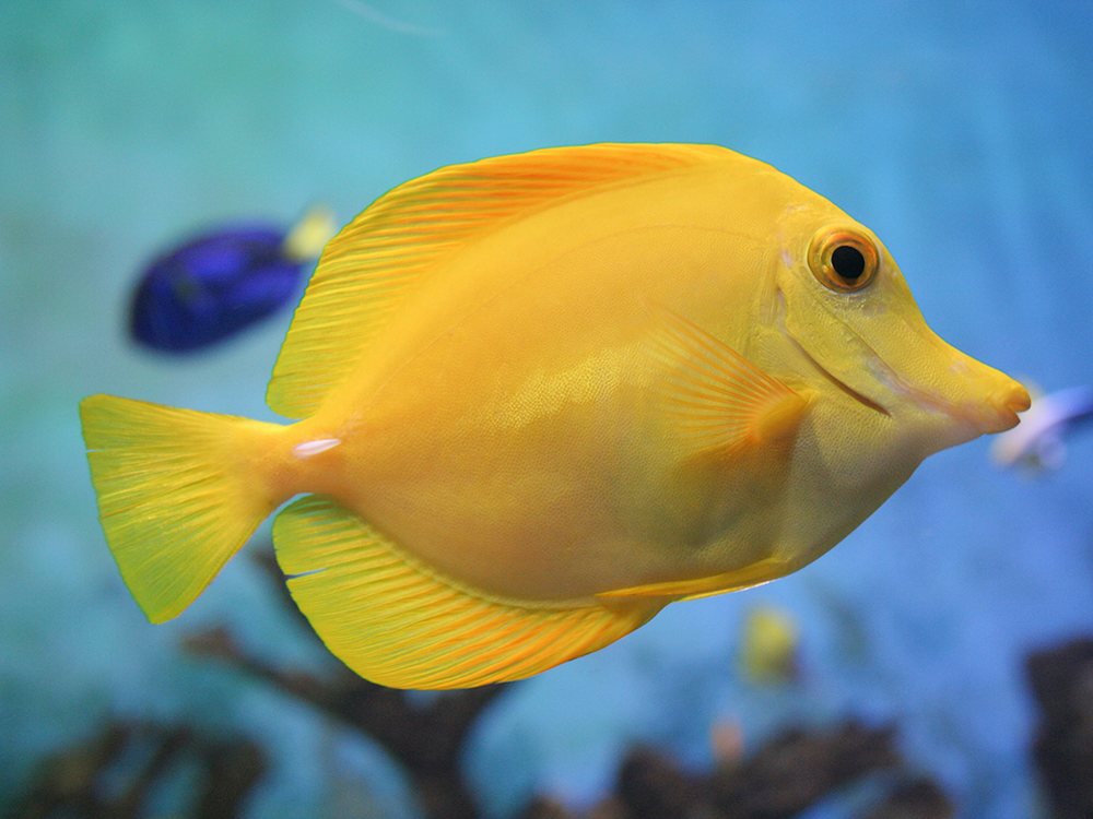 Pez cirujano amarillo